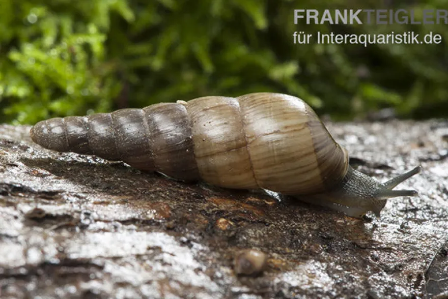 Trompetenschnecke, Subulina sp. Nigeria
