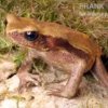 Tropfenkröte, Bufo guttatus