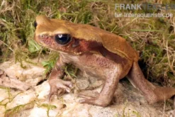 Tropfenkröte, Bufo guttatus