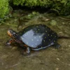 Tropfenschildkröte, Clemmys guttata