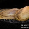Tropische Süßwassermuschel, Pilsbryoconcha exi