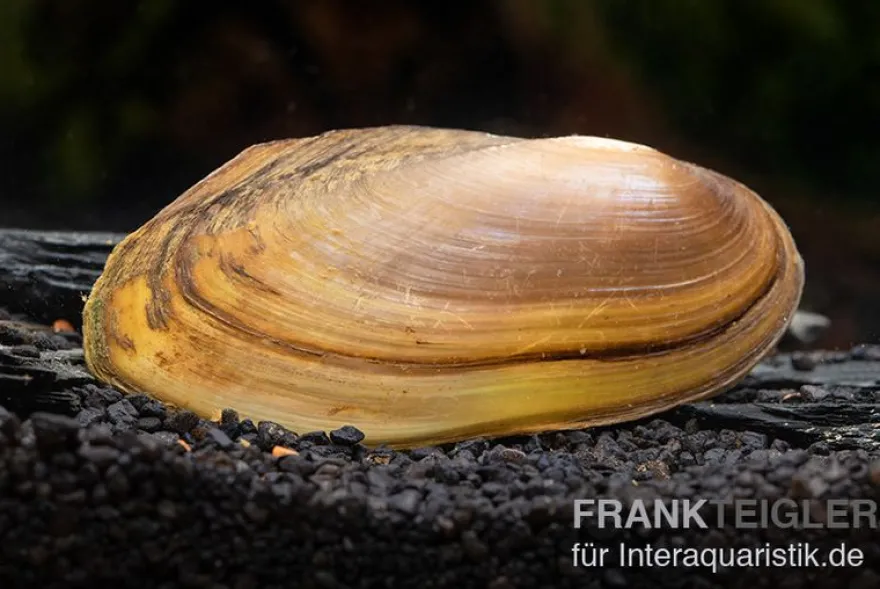 Tropische Süßwassermuschel, Pilsbryoconcha exi