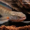 True Blue Schlangenkopf, Channa bipuli „True Blue Snakehead“