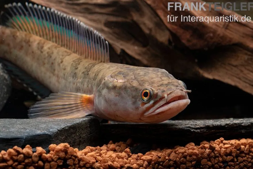 True Blue Schlangenkopf, Channa bipuli „True Blue Snakehead“
