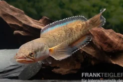 True Blue Schlangenkopf, Channa bipuli „True Blue Snakehead“