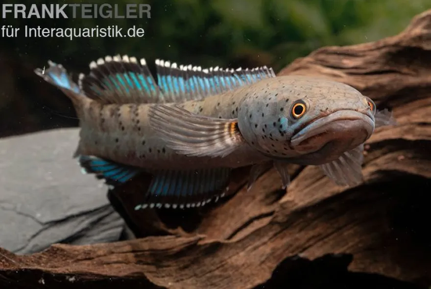 True Blue Schlangenkopf, Channa bipuli „True Blue Snakehead“