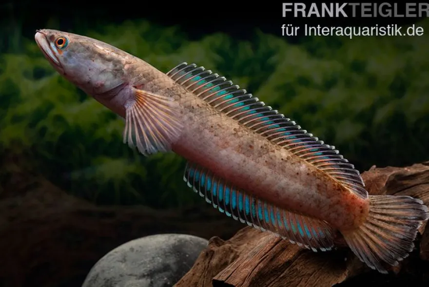 True Blue Schlangenkopf, Channa bipuli „True Blue Snakehead“