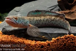 True Blue Schlangenkopf, Channa bipuli „True Blue Snakehead“