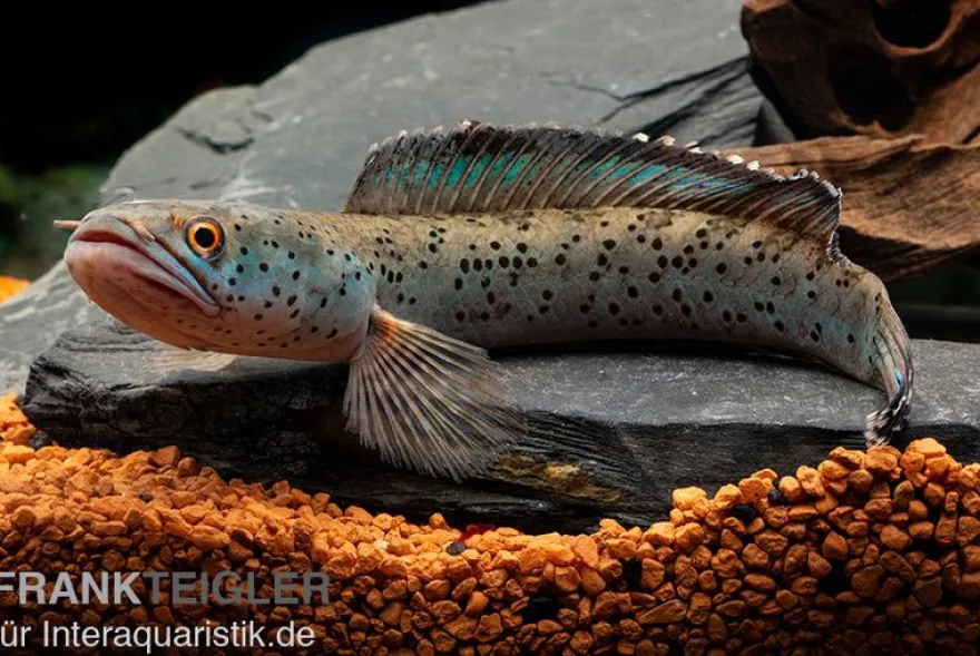 True Blue Schlangenkopf, Channa bipuli „True Blue Snakehead“