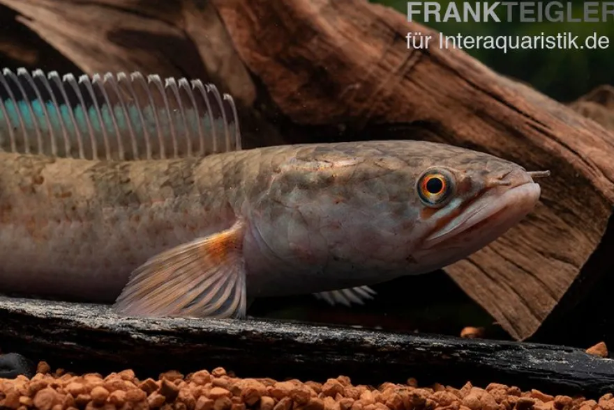 True Blue Schlangenkopf, Channa bipuli „True Blue Snakehead“