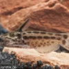 Trugdornwels "Woodcat", Trachelyichthys exilis