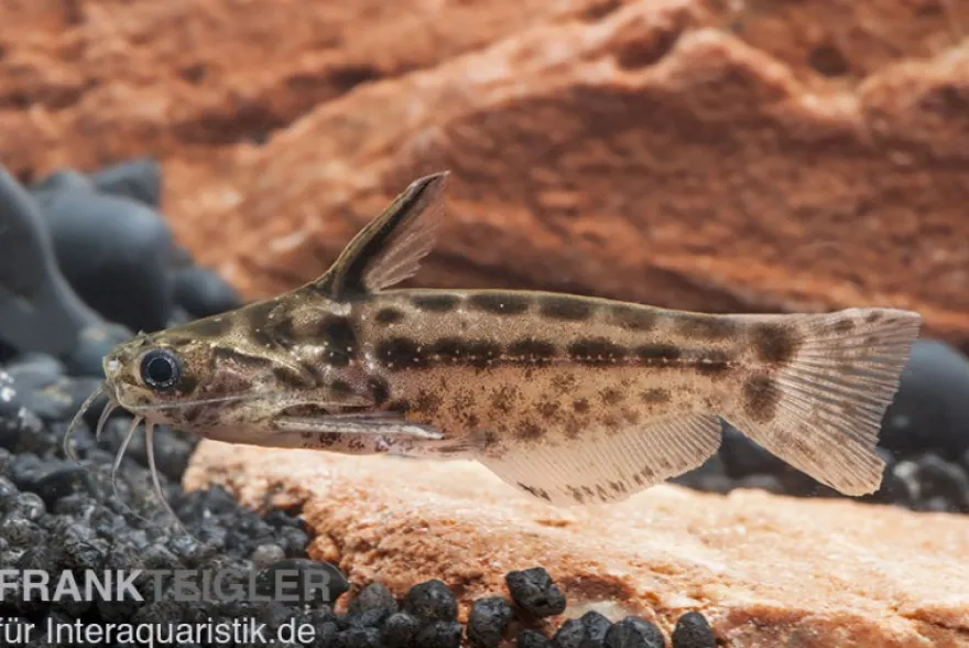 Trugdornwels "Woodcat", Trachelyichthys exilis