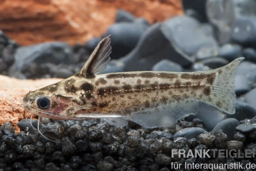 Trugdornwels "Woodcat", Trachelyichthys exilis