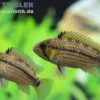 Tucurui-Zwergbuntbarsch, Apistogramma tucurui