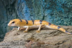 Tunesischer Nachtskink, Scincopus fasciatus