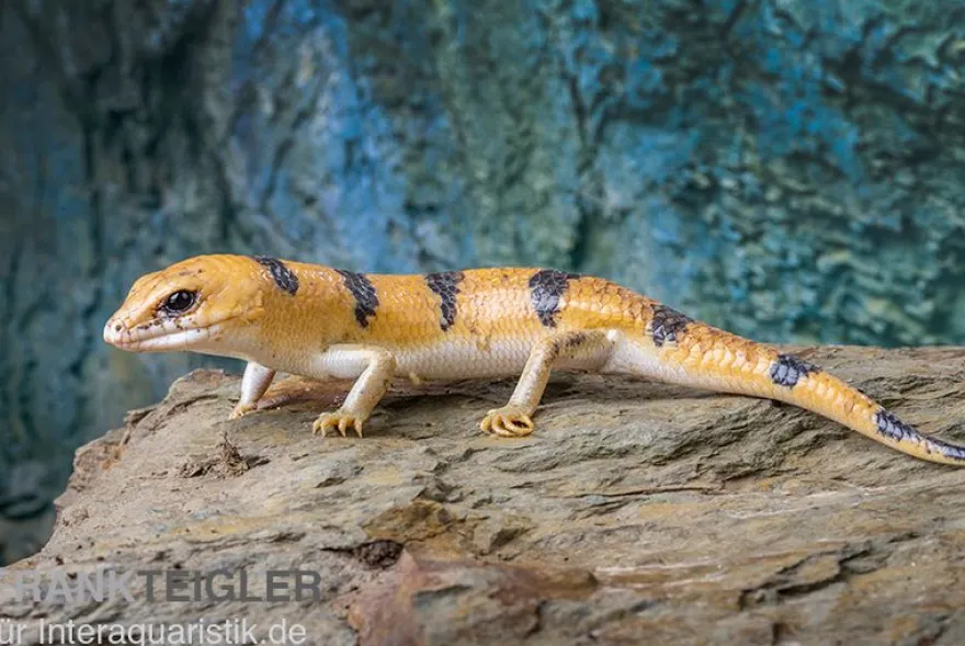 Tunesischer Nachtskink, Scincopus fasciatus