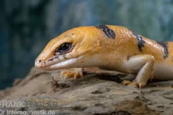Tunesischer Nachtskink, Scincopus fasciatus