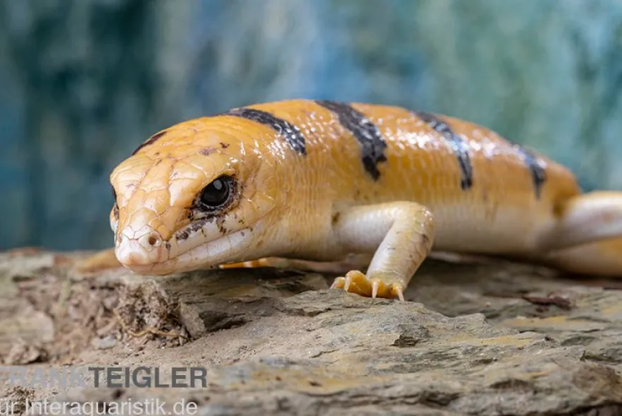 Tunesischer Nachtskink, Scincopus fasciatus