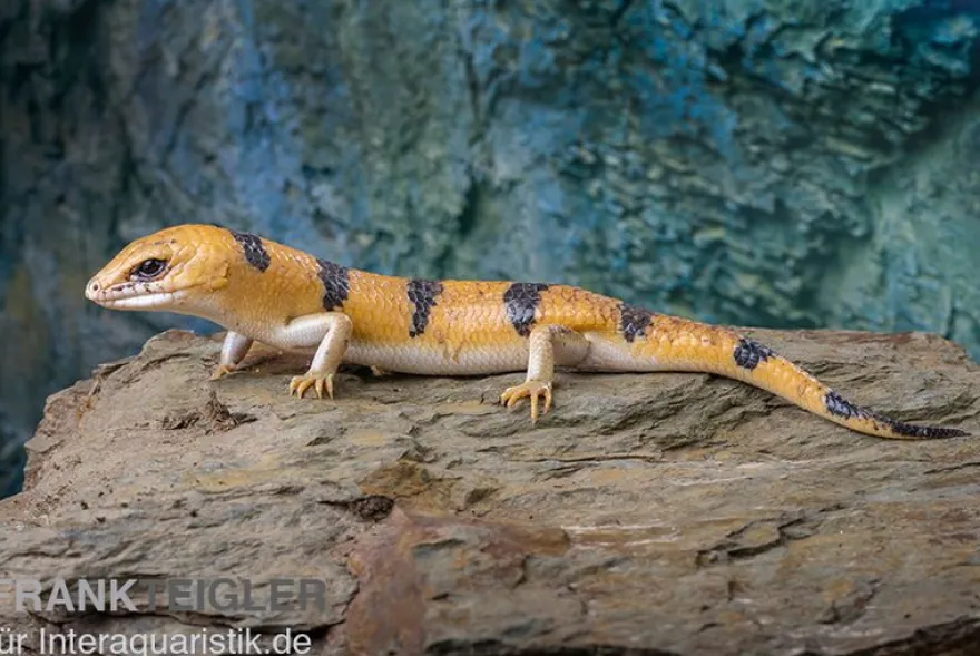 Tunesischer Nachtskink, Scincopus fasciatus