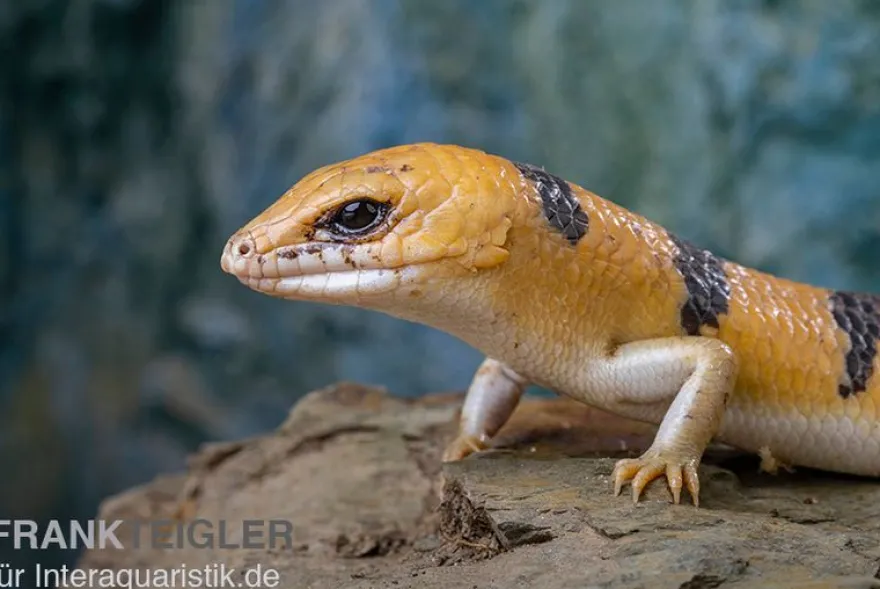 Tunesischer Nachtskink, Scincopus fasciatus