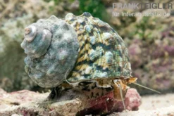 Turbanschnecke, Turbo brunneus