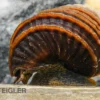 Turboschnecke, Celetaia persculpta