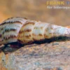 Turmdeckelschnecke, Melanoides tuberculata