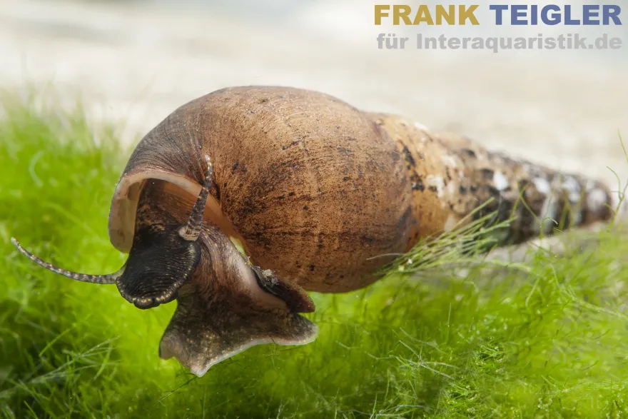 Turmdeckelschnecke, Melanoides tuberculata