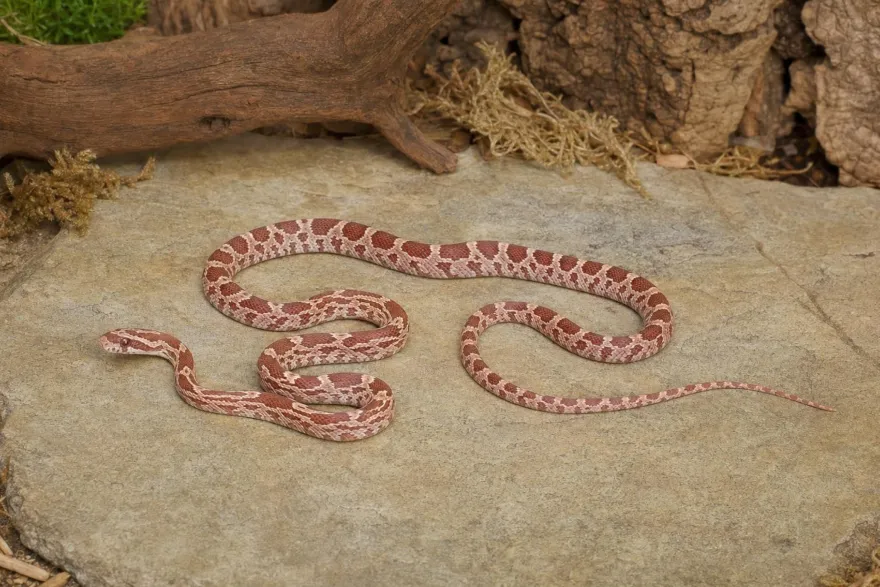 Ultramel-Motley-Kornnatter, Pantherophis guttatus