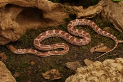 Ultramel-Motley-Kornnatter, Pantherophis guttatus