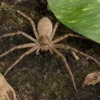 Unbestimmte Riesenkrabbenspinne, Heteropoda spec.