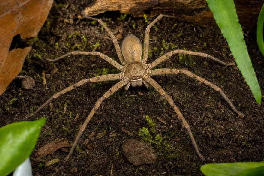 Unbestimmte Riesenkrabbenspinne, Heteropoda spec.
