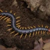 Unbestimmter Skolopender, Scolopendra sp.