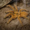 Usambara-Vogelspinne, Pterinochilus murinus
