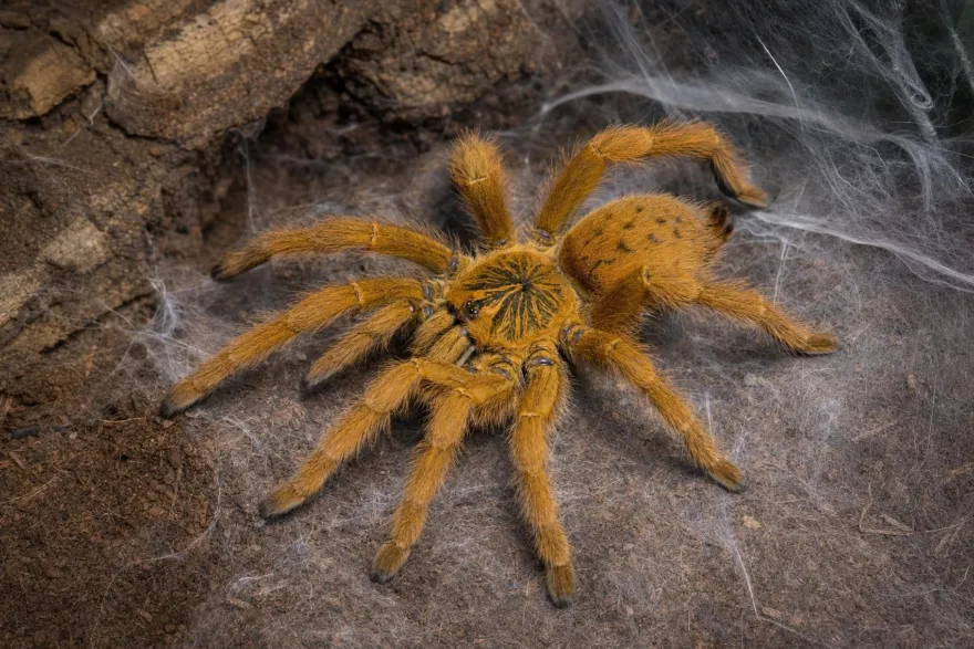 Usambara-Vogelspinne, Pterinochilus murinus
