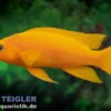 Uvira-Goldbuntbarsch, Neolamprologus leleupi "Uvira Orange", 3-4 cm