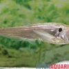 Vampirsalmler, Cynodon gibbus