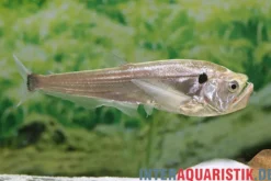 Vampirsalmler, Cynodon gibbus