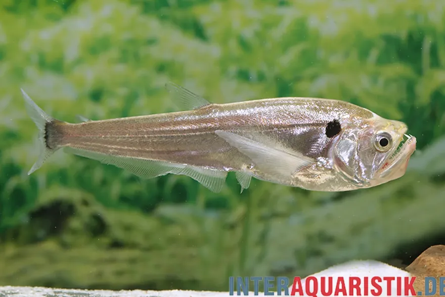 Vampirsalmler, Cynodon gibbus