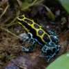 Variabler Baumsteiger, Ranitomeya variabilis