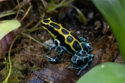 Variabler Baumsteiger, Ranitomeya variabilis