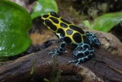 Variabler Baumsteiger, Ranitomeya variabilis