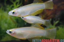 Variabler Leuchtaugenfisch, Procatopus similis