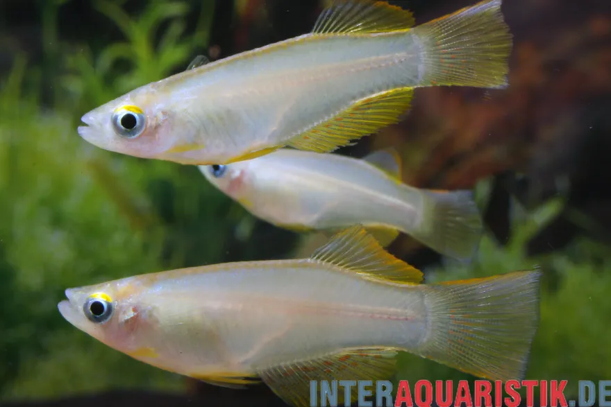 Variabler Leuchtaugenfisch, Procatopus similis