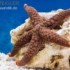 Variabler Seestern, Nardoa variolata