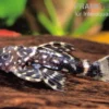 Variegatus-Kaktuswels, L65, Pseudacanthicus sp. variegatus, 10-15 cm