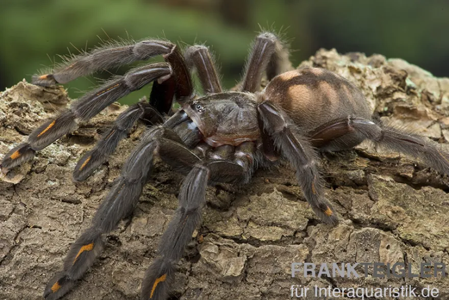 Venezuela-Ornament-Vogelspinne, Psalmopoeus irminia