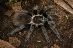 Veracruz-Vogelspinne, Tliltocatl kahlenbergi