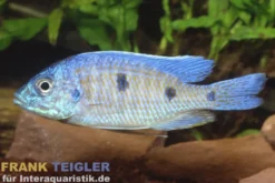 Verduyni-Cichlide, Copadichromis verduyni