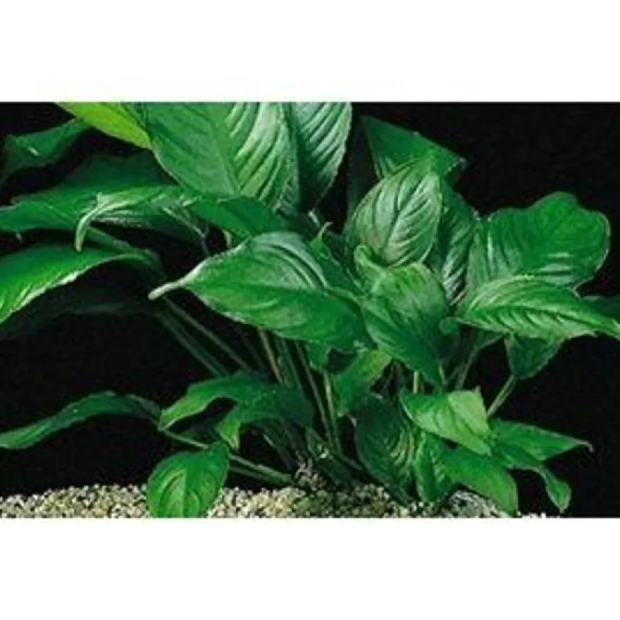Verschiedenblättriges Speerblatt, Anubias heterophylla, Topf